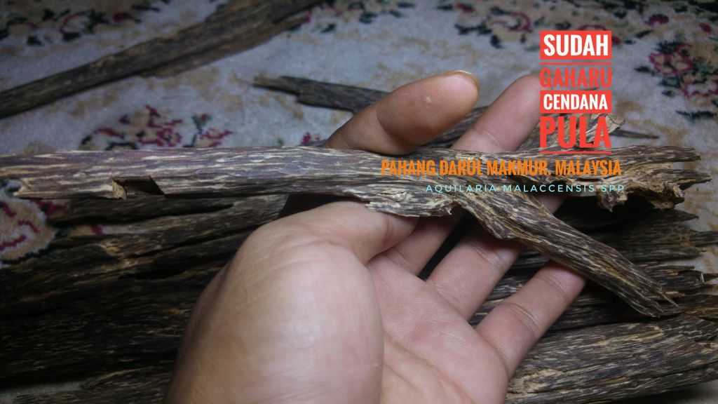 Wild Harvested Agarwood