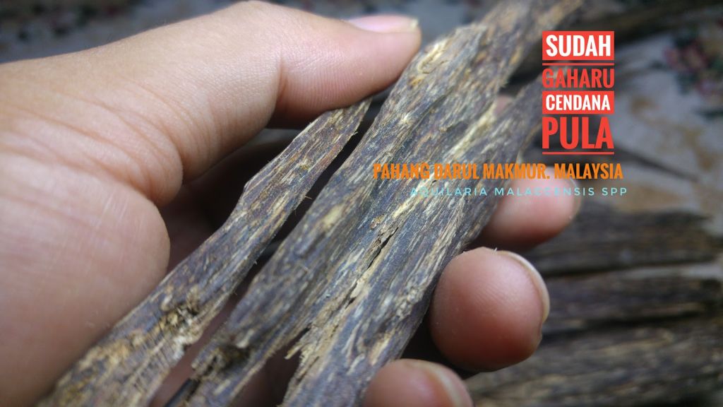 Wild Harvested Agarwood