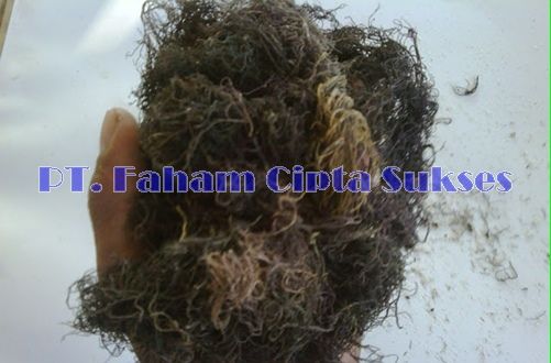 Dried Gracilaria Ferrucosa