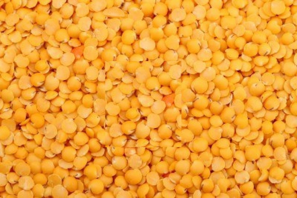 green lentils importers,green lentils buyers,green lentils importer,buy green lentils,green lentils buyer,import green lentils