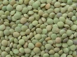 green lentils importers,green lentils buyers,green lentils importer,buy green lentils,green lentils buyer,import green lentils