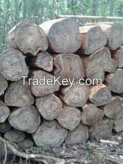 Natural Agarwood Aetoxylon sympetalum