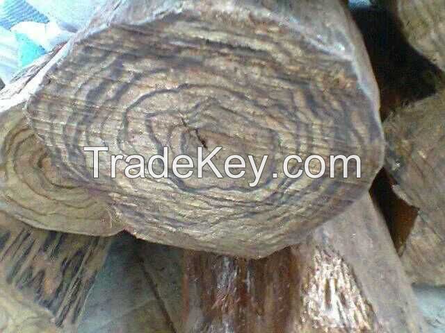 Natural Agarwood Aetoxylon sympetalum