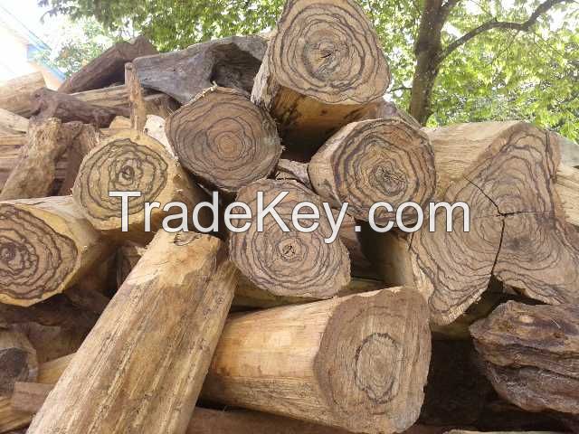 Natural Agarwood Aetoxylon sympetalum