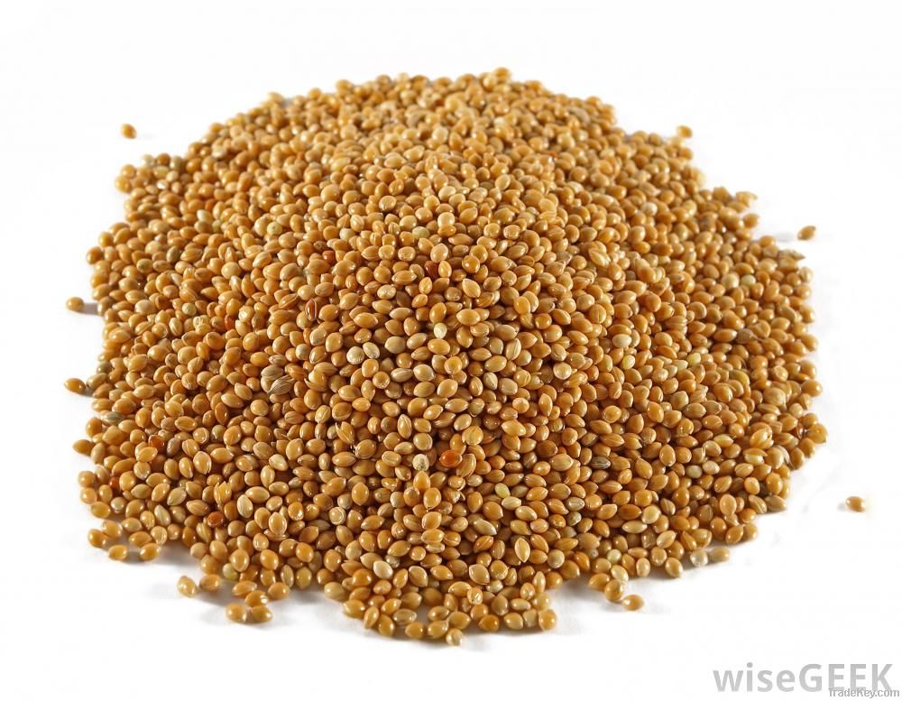 Sorghum