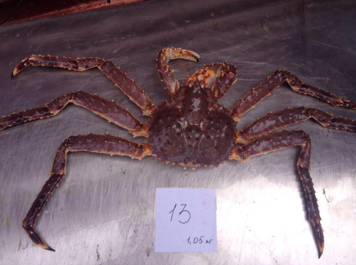 crab