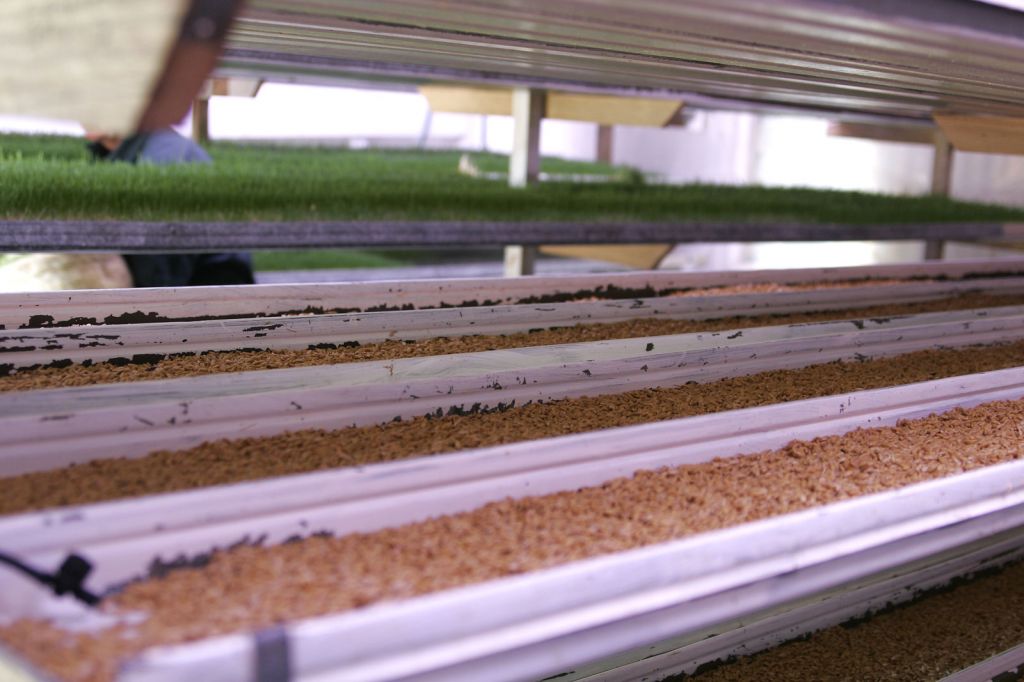 Livestock feed