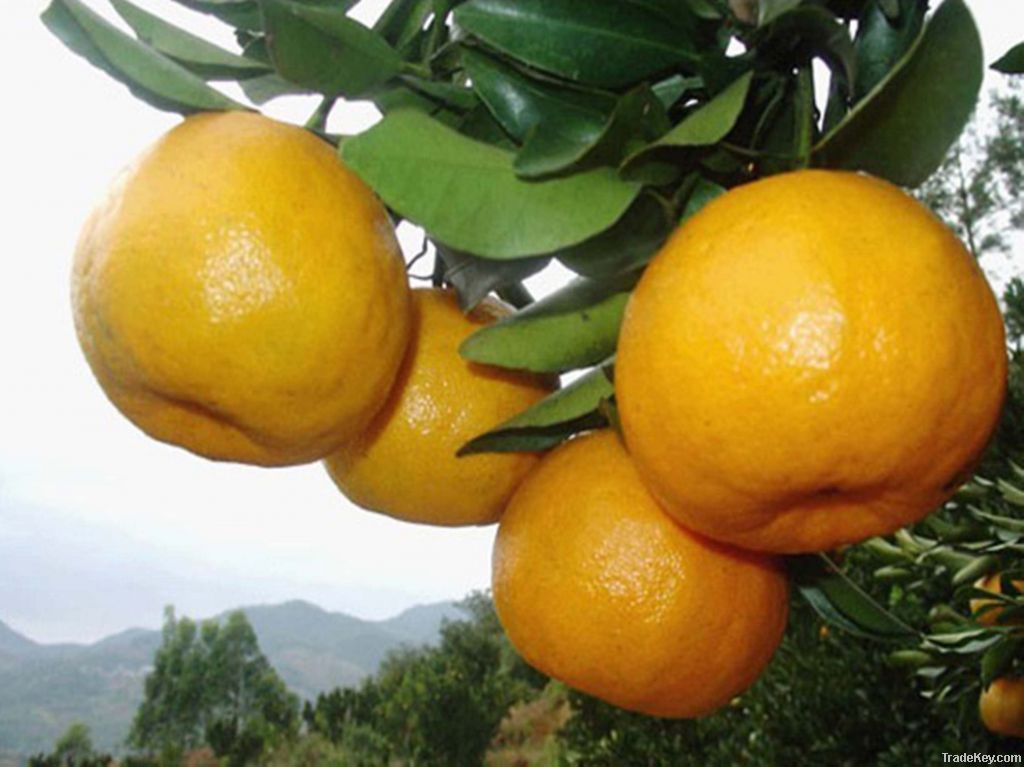 Fresh YongChun Lu Mandarin orange/ponlan(kino)