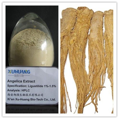 Angelica Extract 