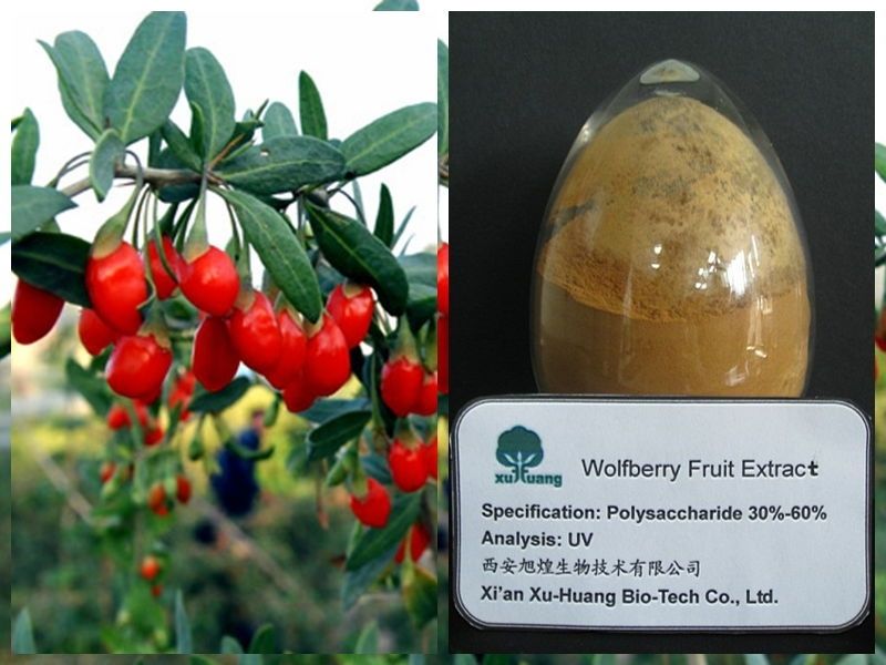 gojiberry wolfberry fruit extract 