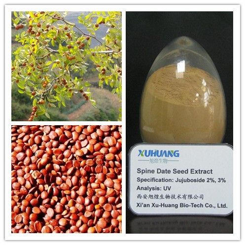 Spine Date Seed Extract 