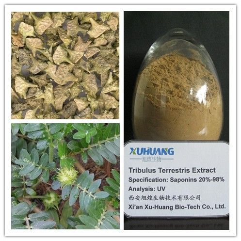 Tribulus Terrestris Extract 