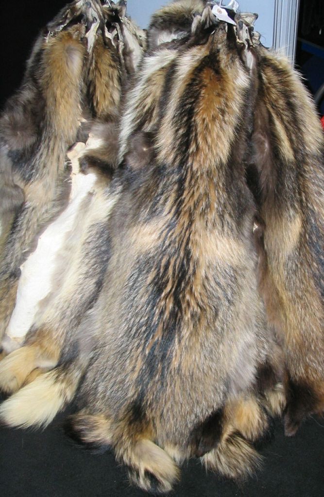 Raccoon fur