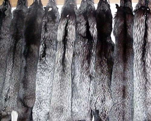 Silver Fox fur