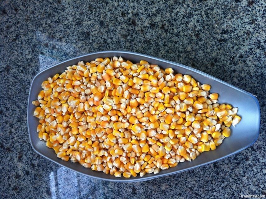 Yellow Corn