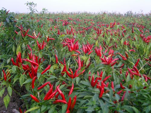 dehydrated red chili, dried chili powder, chili flake