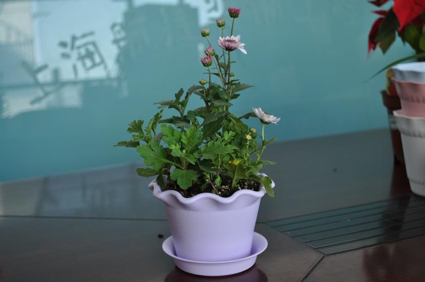Cheap Durable Indoor Flower Pots