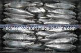 New and Good Sardine Fish