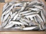 Frozen Fresh Light Caught Sardine for Bait