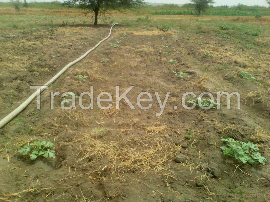 Water melon producer