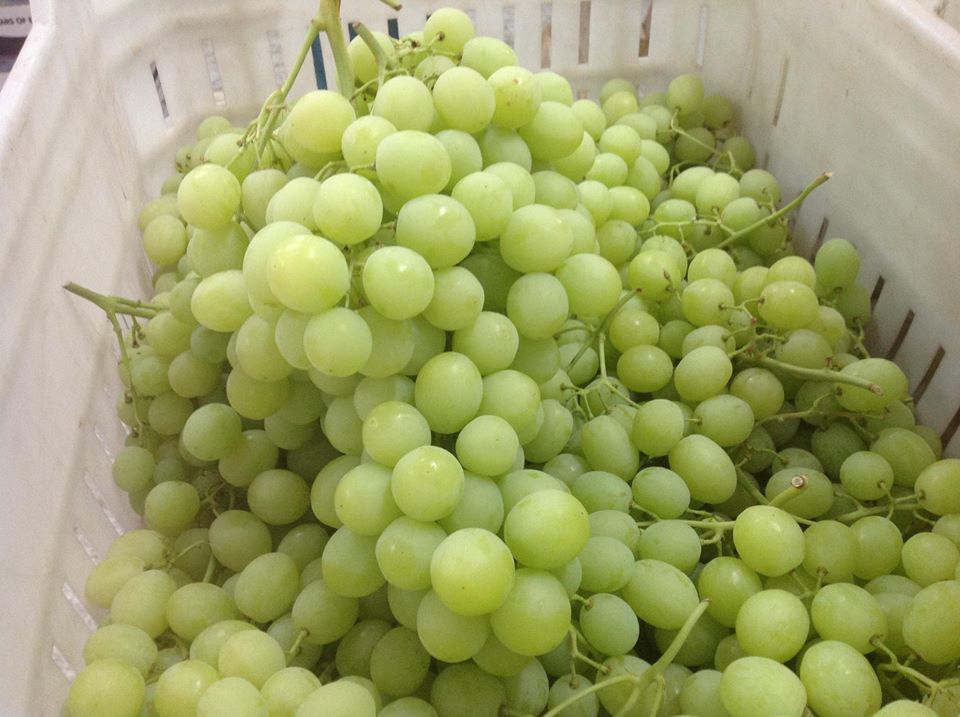 Grapes