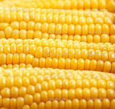 Fresh Corn Yellow Corn & Yellow Maize