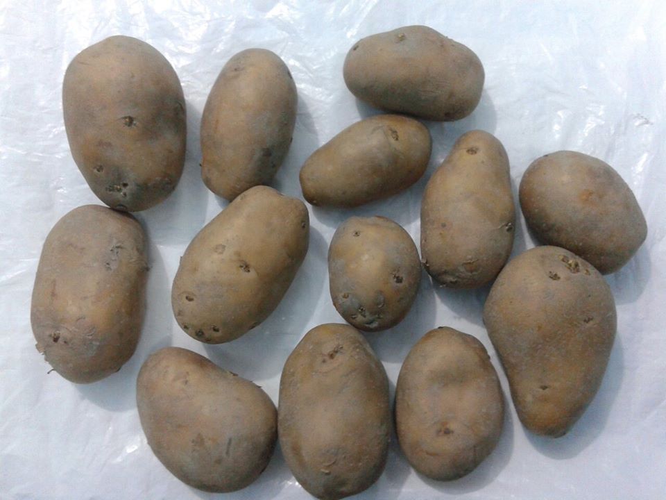 FRESH POTATO (GRANULA ROUND SHAPE)