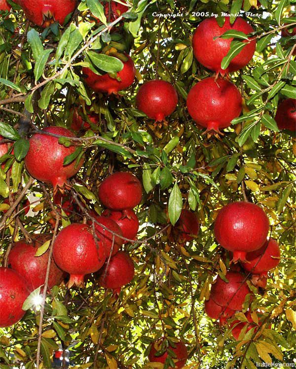 fresh pomegrante