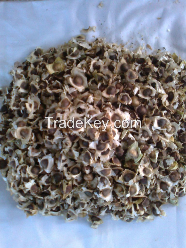 Moringa Oleifera Seeds