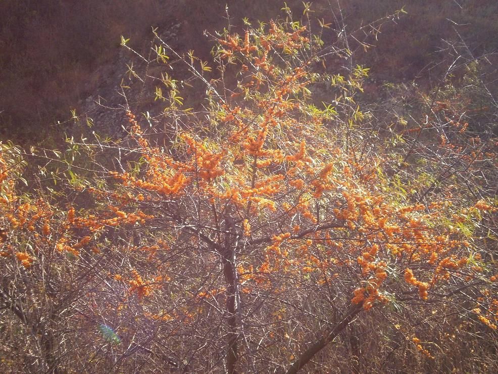 seabuckthorn  fruit  oil