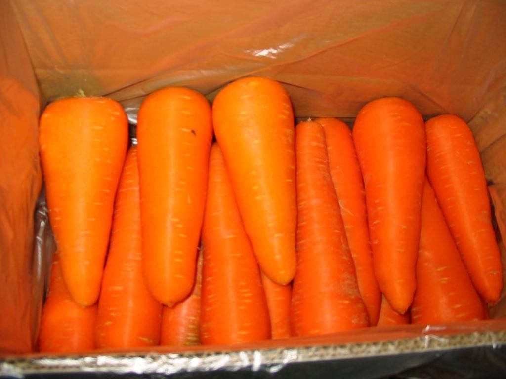 carrot