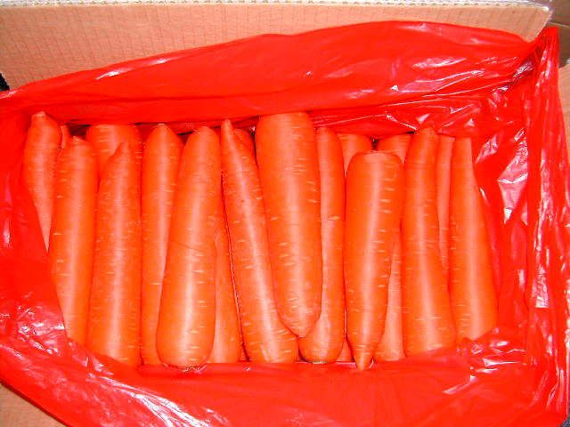 FRESH CARROT