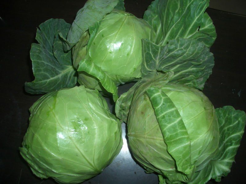 Cabbage