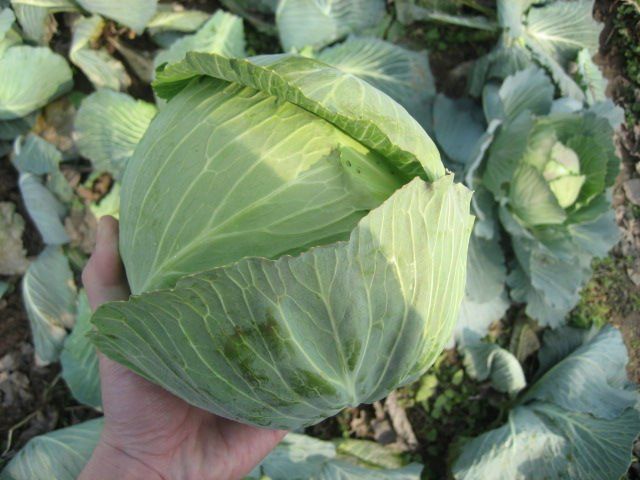 FRESH CABBAGE