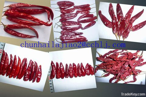 Yidu red chili