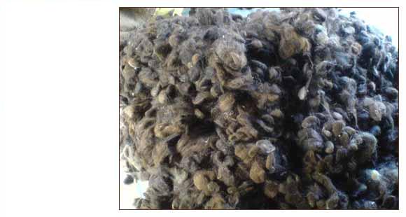 Bulk Raw Hairs (Zafa)