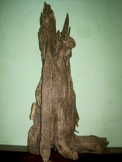 Agarwood