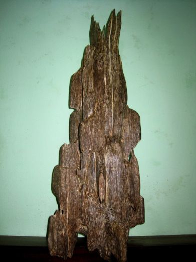 Agarwood