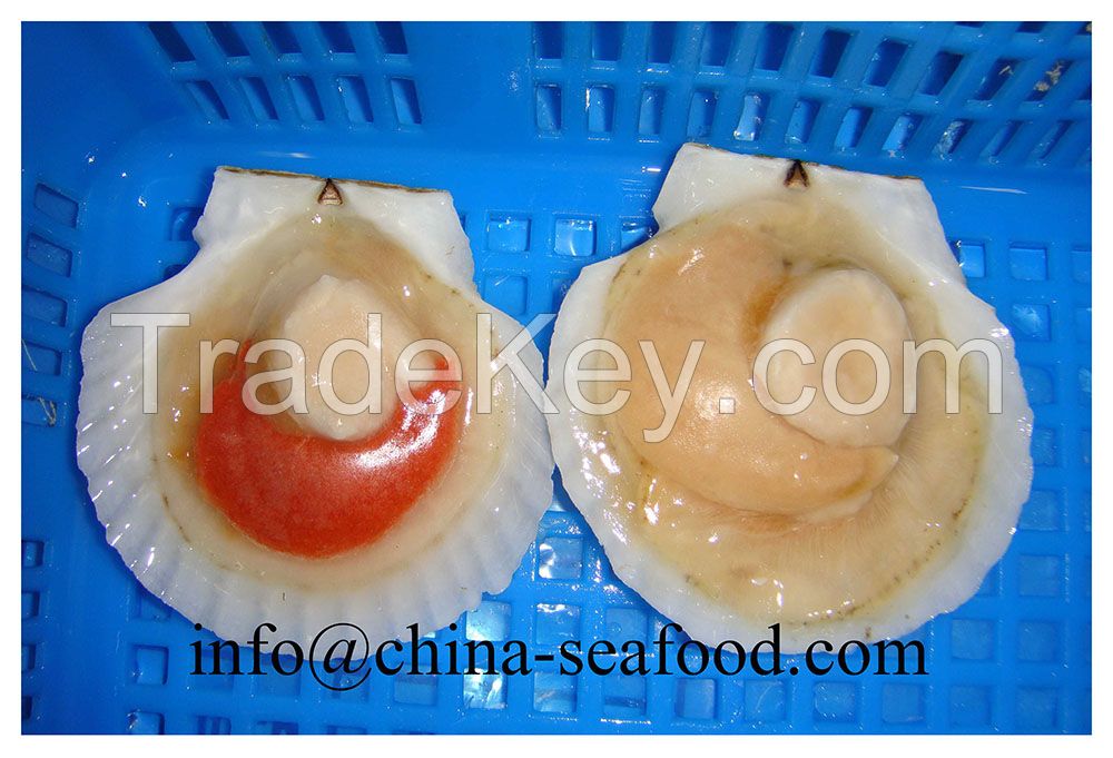 Frozen cooked scallop in shell meat 161015