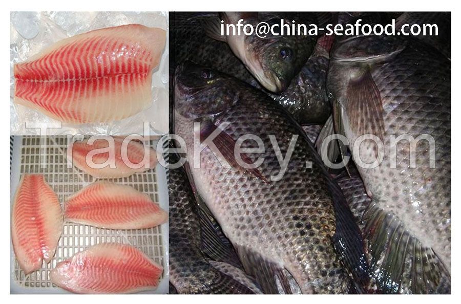 frozen tilapia salted tilapia tilapia fillets tilapias tilapia 161110 ...