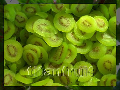 sweet dried kiwi slices dried kiwi