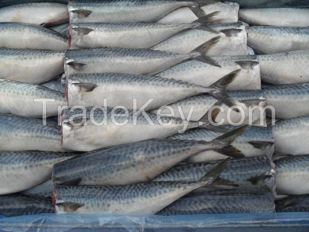 sardine fish