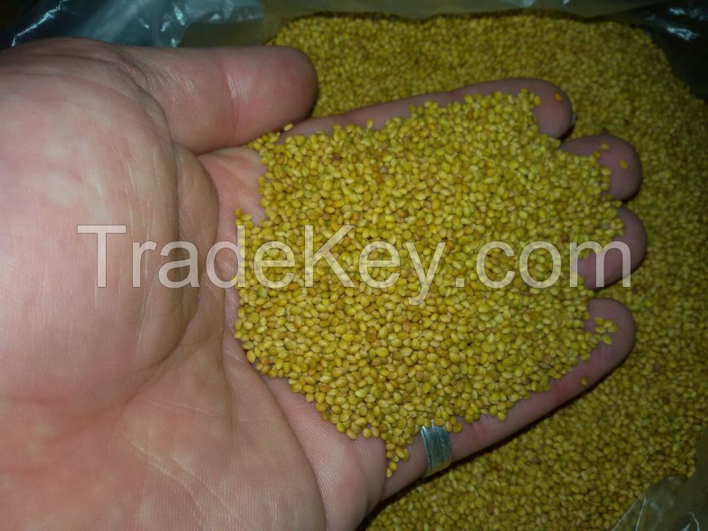 Berseem clover seed, Crop 2016, Egypt origin