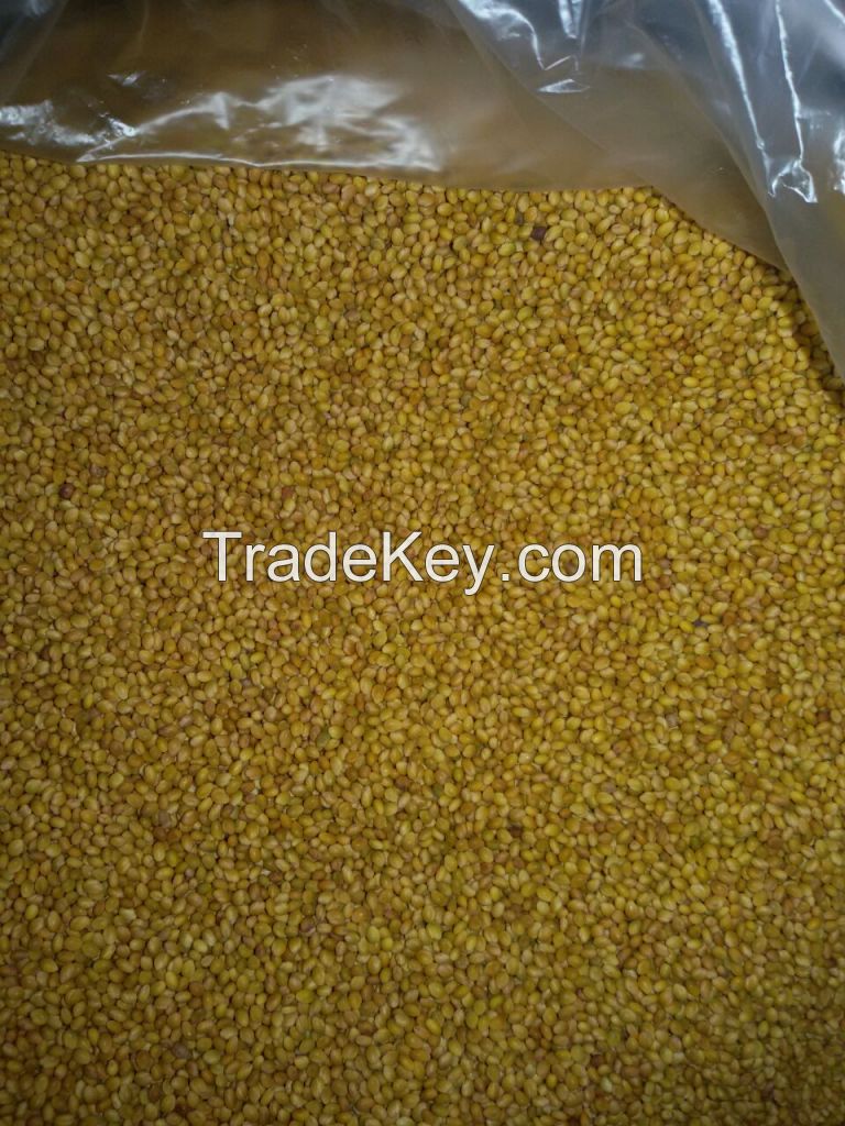 Berseem clover seed