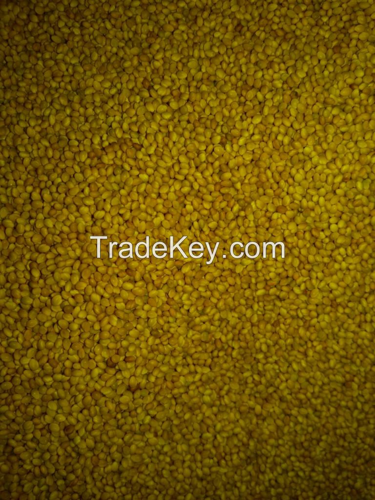 Berseem clover seed, Crop 2016, Egypt origin