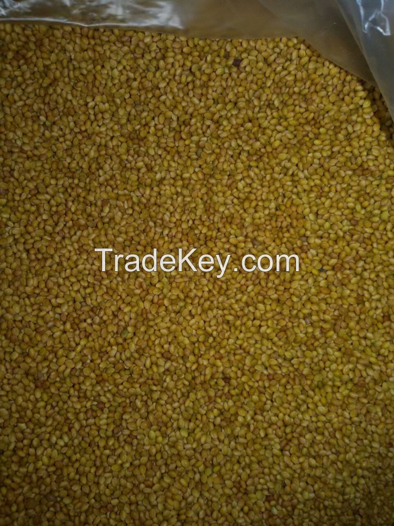 Berseem clover seed, Crop 2016, Egypt origin