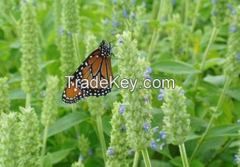 CHIA SEEDS, CERTIFIED ORGANIC AND CONVENTIONAL 