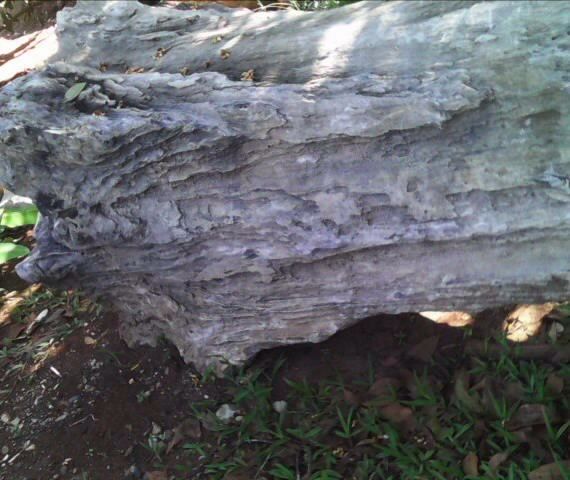 Petrified Wood Rough Log Bulk Availability