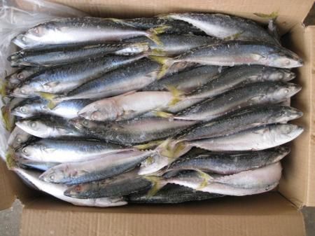 frozen mackerel fish