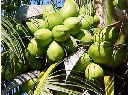 young coconut